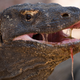 Yes, we know this is a Komodo dragon, and not a monitor lizard.